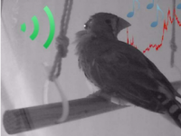 工程师使用五彩纸屑大小的设备来改变鸣禽的音调提高对人类语音的理解