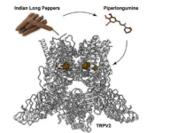 长胡椒中的成分显示出有望在动物模型中对抗脑癌