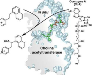 开发胆碱乙酰基转移酶抑制剂的新方法