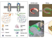 科学家创造了用于软骨再生的混合组织构建体