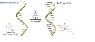 单链DNA作为高度组织化钯纳米线的超分子模板