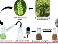 生物合成的银纳米粒子有望用于害虫管理