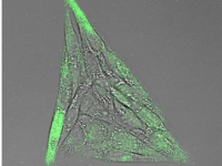 生物活性纳米胶囊劫持细胞行为