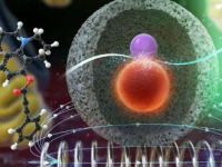 远程控制活细胞内化学反应的纳米催化剂