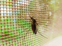 伊维菌素治疗人类以减少疟疾传播