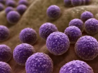 研究人员开发了一个基于CRISPR的可转移和集成的I型平台来编辑超级细菌