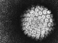 研究人员表明β皮肤HPV可能是鳞状细胞癌的预测因子