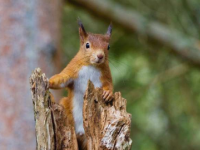 苏格兰森林保护红松鼠的堡垒