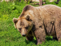 古代棕熊头骨的遗传分析表明有多次熊迁徙到本州