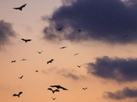 奥林匹克蝙蝠的飞行提供了气候变化的线索