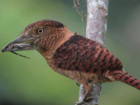 鸟眼大小反映栖息地和饮食可预测对环境变化的敏感性