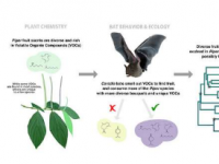 新研究分析了气味化合物在蝙蝠和辣椒植物共同进化中的作用