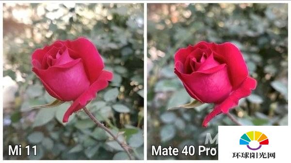 小米11和华为Mate40Pro哪个拍照好-拍照评测