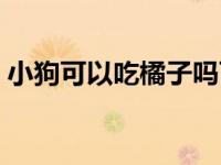 小狗可以吃橘子吗百度（小狗可以吃橘子吗）