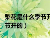 梨花是什么季节开的什么样子（梨花是什么季节开的）