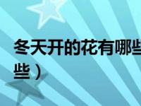 冬天开的花有哪些名字大全（冬天开的花有哪些）