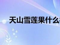 天山雪莲果什么样（天山雪莲果怎么吃）