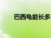 巴西龟能长多大（巴西龟能长多大）