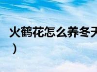 火鹤花怎么养冬天可以换盆吗（火鹤花怎么养）