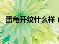 蛋龟开纹什么样（纯佛龟低腹是什么颜色）