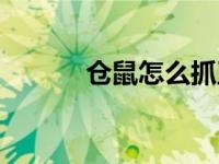 仓鼠怎么抓正确（仓鼠怎么抓）