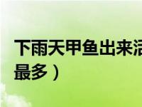 下雨天甲鱼出来活动吗（甲鱼下雨天那个地方最多）