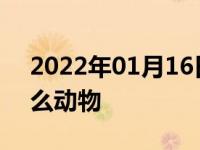 2022年01月16日最新发布:荣威的标志是什么动物