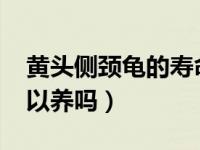 黄头侧颈龟的寿命多长（2021黄头侧颈龟可以养吗）