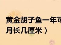 黄金胡子鱼一年可以长多大（黄金胡子鱼一个月长几厘米）