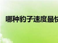 哪种豹子速度最快（速度最快的什么豹子）